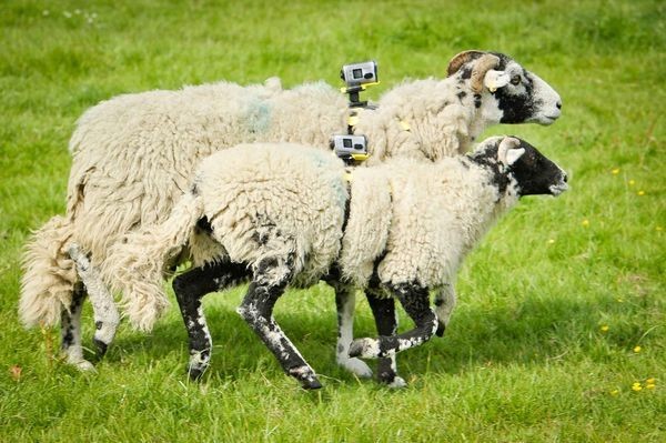 Sony’s Unorthodox, Barnyard Filming of the Tour de France