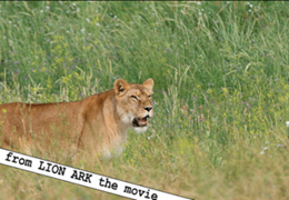 Behind the Scenes: Lion Ark, a Remarkable Animal Rescue Documentary