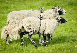 Sony’s Unorthodox, Barnyard Filming of the Tour de France