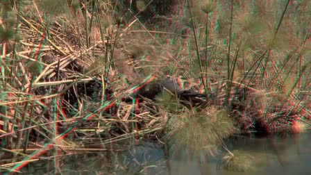 WILD AFRICA 3D  -  3D Film Factory Demo