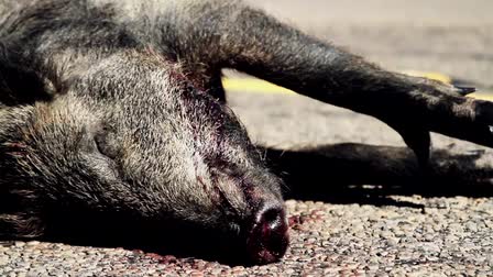 Pig Man The Series "Show Open"