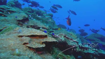 Synergy Productions-Flower Garden Banks National Marine Sanctuary overview