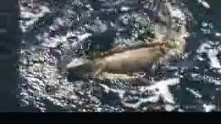 DIVE Travel TV