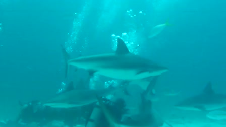 Shark Documentry Feeding