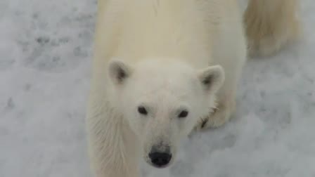 Polar Bear touches the National Geographic Explorer