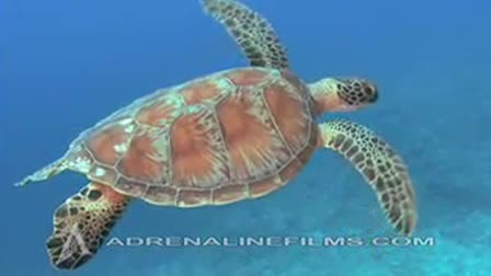 Adrenaline Films Underwater Demo Reel