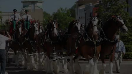 Budweiser Clydesdale Pulling Team