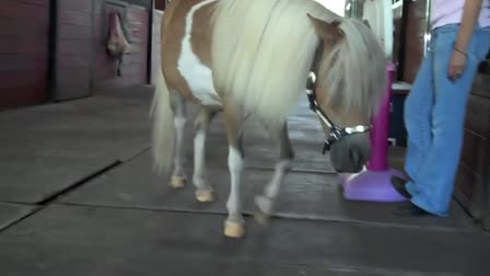 Amos the Wonder Horse Plays Basketball