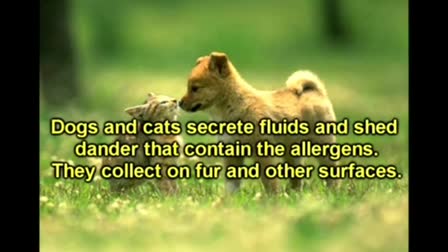 Educational Video Pet  Allergies