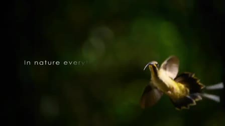 Wings of Life Trailer