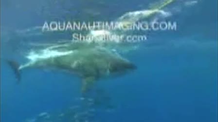 Shark Divers Shark Site Productions
