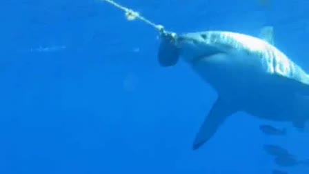 SharkDivers.com Shark Productions