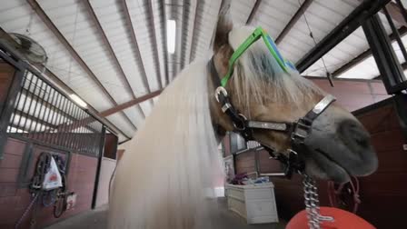 Amos the Wonder Horse Plays Basketball