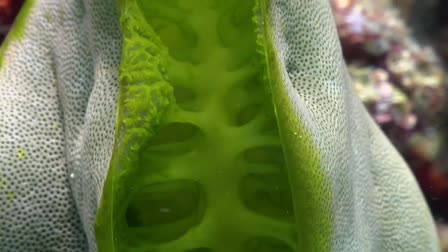 "Alien Anilao"