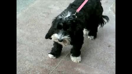 Trixie plays on the beach with Windy City Paws