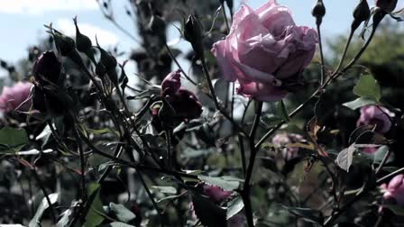 James P. Frazier-Demo Reel 2012
