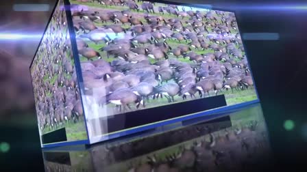 Design Eagles Website Promotional Video