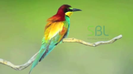 Rotoscoping & VFX sample