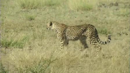 Kalahari Game Reserve