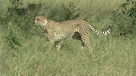 Mala Mala Game Reserve - Big Cat Expose 