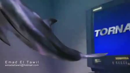 Emad El Tawil Showeel