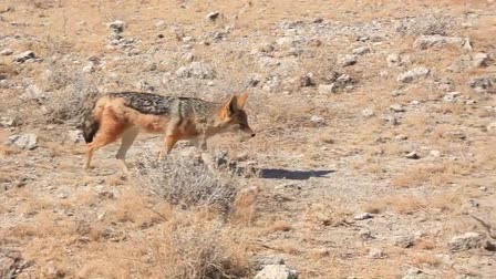 Namibia:  The Last Desert Eden