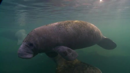 Underwater Cinematography Reel