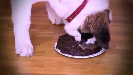 Rolling Pet Vet Campaign Commercial