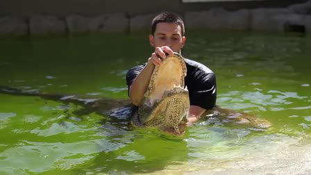 Gator Wrestling