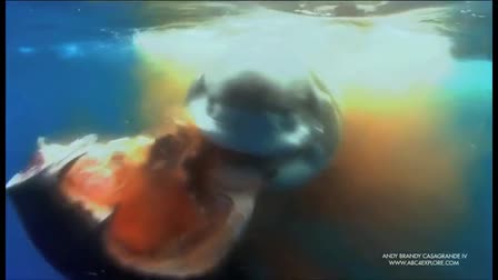 ABC4 WILDLIFE CINEMATOGRAPHY PORTFOLIO 2011
