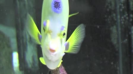 Florida Oceanographic Commercial