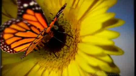 Rajkrishna Broadcast Reel 2008-09