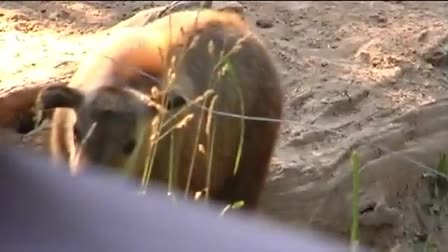Potawatomi Zoo Conservation of Endangered Species