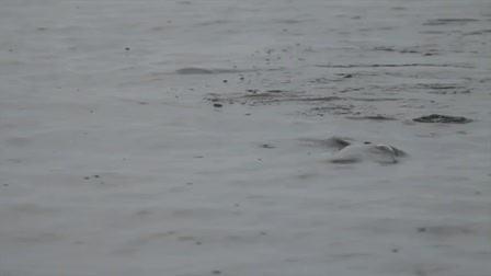 Riding High: Science of Tarpon