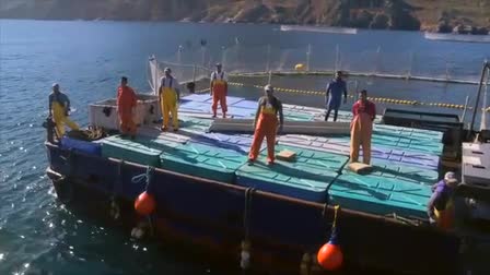 Bluefin Tuna Aquafarm