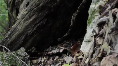 In the Woods