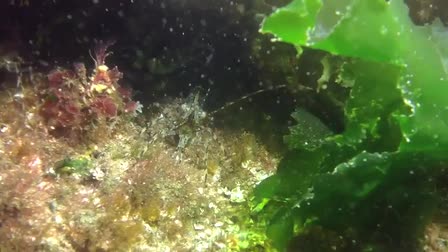 iPad Underwater Housing Product Demo