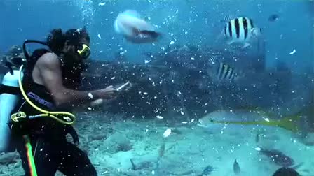 Camera Reel - Caribbean