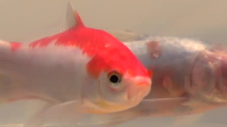 A Goldfish Birthday Memento