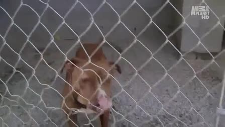Pit Bulls And Parolees Season 1