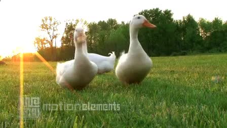 Bird Stock Footage