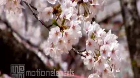 Sakura Stock Footage