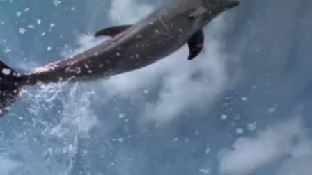 Dolphin Heart Productions 10-second live-action identity
