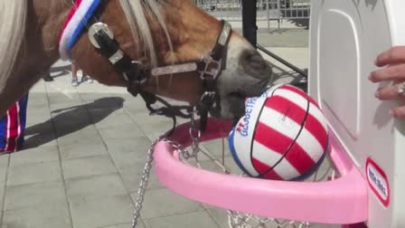 2012 Year of Amos the Wonder Horse
