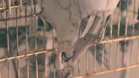 Composition Showreel 2012