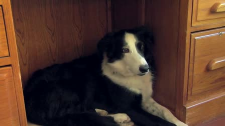 Zion Veterinary Clinic
