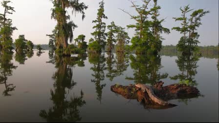 Jason Howell - Cinematography