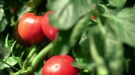 Publix Tasti-Lee Tomatoes