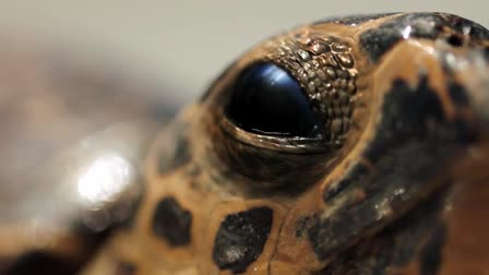 Hilton Head Turtle