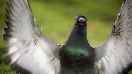 Aflac Comercial